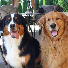 two dogs sitting next to each other on a patio