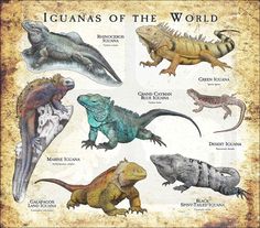 iguanas of the world poster