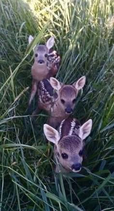 three baby deers are standing in the tall grass and looking up at the camera