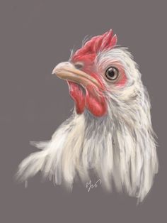 a drawing of a rooster's head with red and white feathers on a gray background