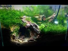 an aquarium filled with green plants and rocks