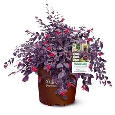 a potted plant with purple leaves and red flowers in it, next to a pack of sunscreen