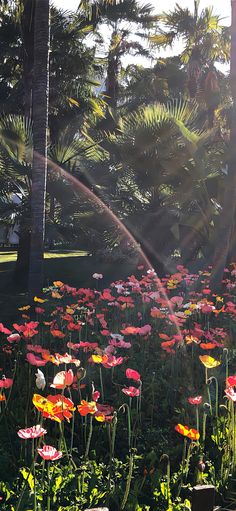 the sun shines brightly through the trees and flowers