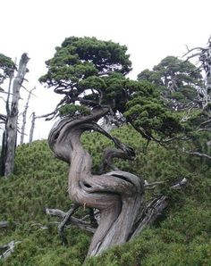 an old tree that is growing on the side of a hill