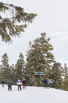 several people skiing down a snowy hill with evergreen trees in the background