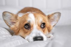 a brown and white dog laying on top of a bed