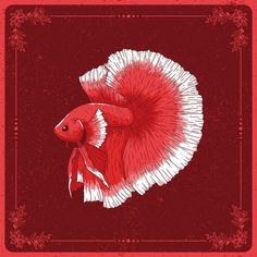 a red and white siamese fish on a red background