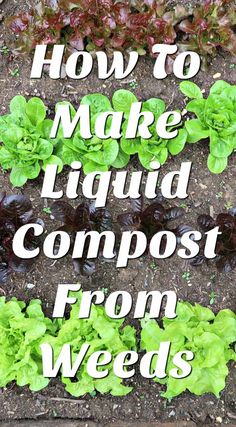 how to make liquid compost from weeds and lettuce in the garden with text overlay reading how to make liquid compost from weeds