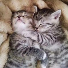 two kittens are cuddling together in the middle of a fluffy blanketed area