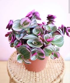 a potted plant sitting on top of a wicker table next to a pink wall