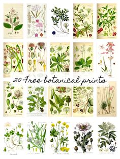 a bunch of different plants that are in the same place with words above them reading 20 free botanical prints