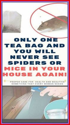 a poster with an image of a mouse in front of a sign that says, only one tea bag and you will never spider or mice in your house again