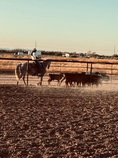 a man riding on the back of a horse next to a herd of cattle