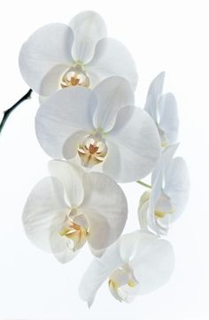 some white flowers are hanging from a branch in front of a white background with only one flower visible