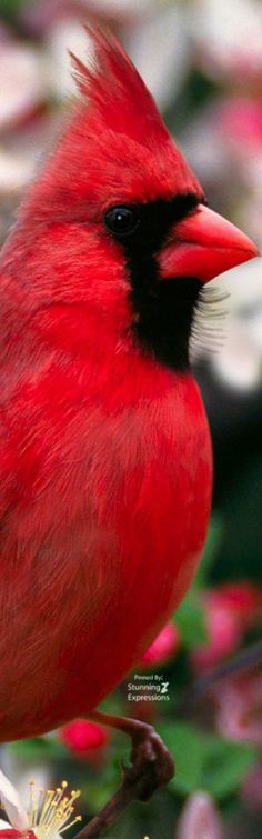 a red bird sitting on top of a tree branch