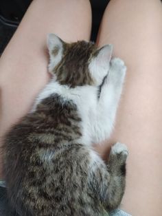 a small kitten sitting on top of someone's lap with it's paw in the air