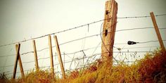 List 98+ Wallpaper Happy Fall Y All Wallpaper Updated Civic G10, Barbed Wire Fence, Wire Fence