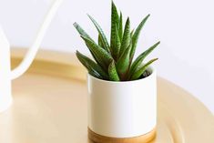 a small potted plant sitting on top of a table next to a white lamp