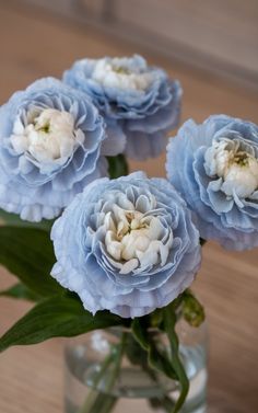 three blue flowers in a glass vase on a table