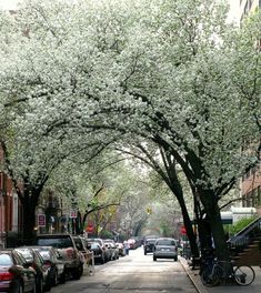 cars parked on the side of a street with trees in blooming overhangs