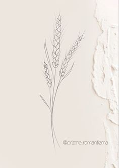 a drawing of some kind of plant on a white background with the words, grazma romantizza written below it