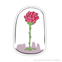 a pink flower in a glass vase on a white background