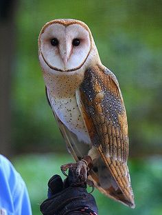 an owl perched on top of a person's hand