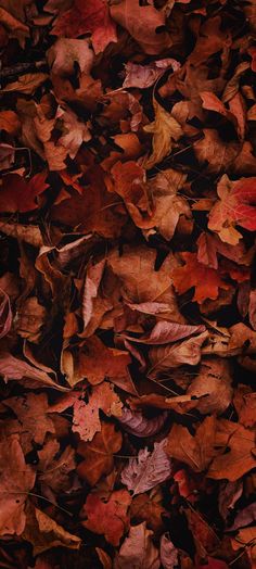 the leaves are all over the ground and on top of each other in different colors