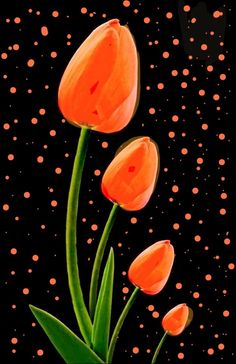 three orange tulips on a black background with dots