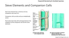 the structure of an organ and its functions