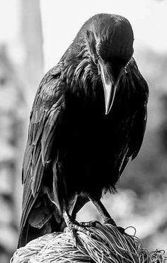 a black and white photo of a bird sitting on top of a pile of hay