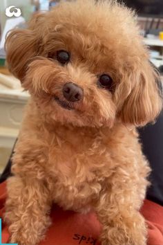 a small brown dog sitting on top of a desk next to a person's hand