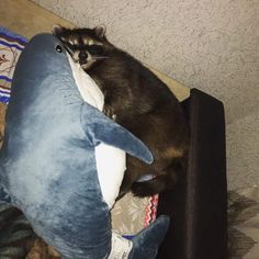 a raccoon laying on top of a stuffed shark