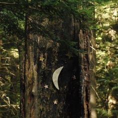 the moon and stars are embedded in the bark of a large tree, which is surrounded by tall green trees