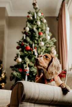 a dog sitting on top of a couch next to a christmas tree