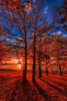 the sun is setting behind some trees with red leaves on them and blue skies in the background