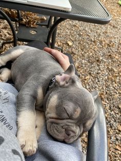 a small gray and white dog laying on top of a person's lap next to a table