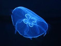 a blue jellyfish floating in the dark water