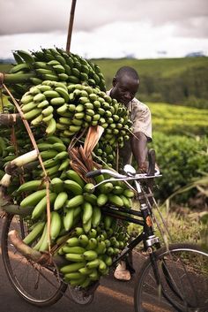 a man on a bicycle carrying a large amount of bananas down the road in front of him