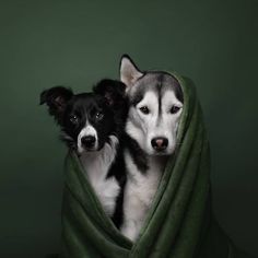 two black and white dogs wrapped in a blanket