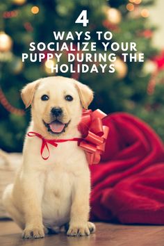 a puppy sitting on the floor in front of a christmas tree