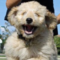 a small white dog with it's mouth open while being held by its owner