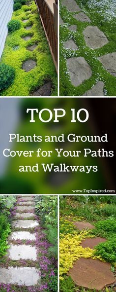 the top 10 plants and ground cover for your paths and walkways in this garden