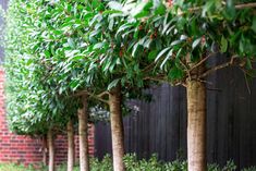 several trees lined up against a black fence