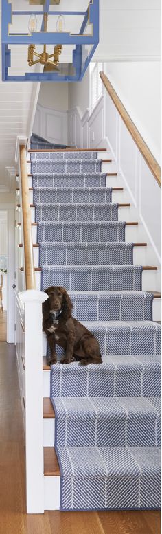 a dog is sitting on the stairs next to some blue carpeted steps and railings