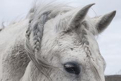 a white horse with braids on it's head looking at the camera while standing in a field