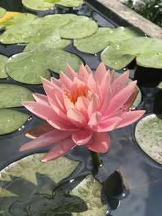 a large pink flower sitting on top of lily pads