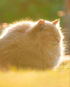 an orange cat sitting in the grass with its eyes closed and it's head turned to the side