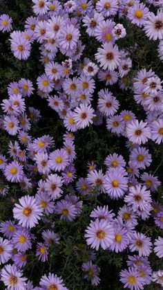 purple flowers with yellow centers in the middle