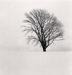 black and white photograph of a tree in the snow